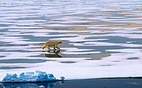 Polar Bear in the Arctic